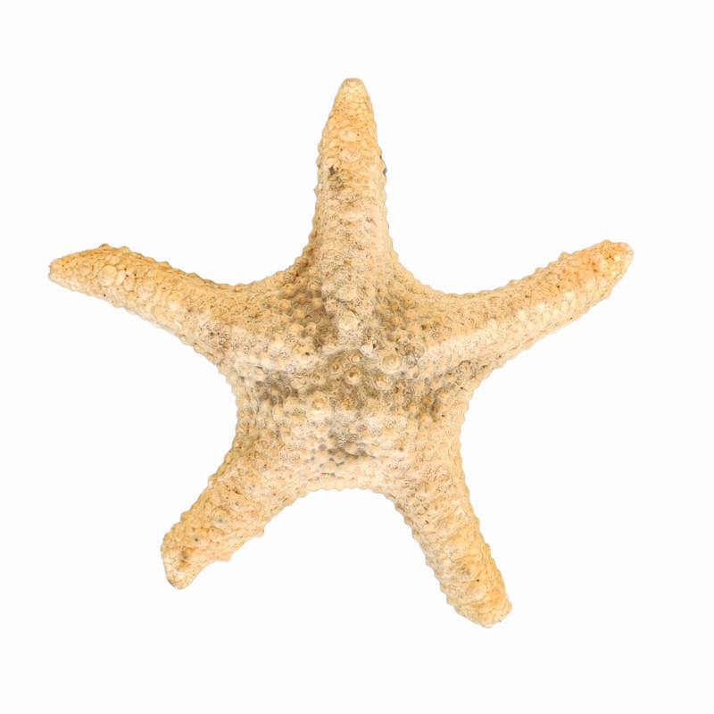 ستاره دریایی تزیینی مدل d15