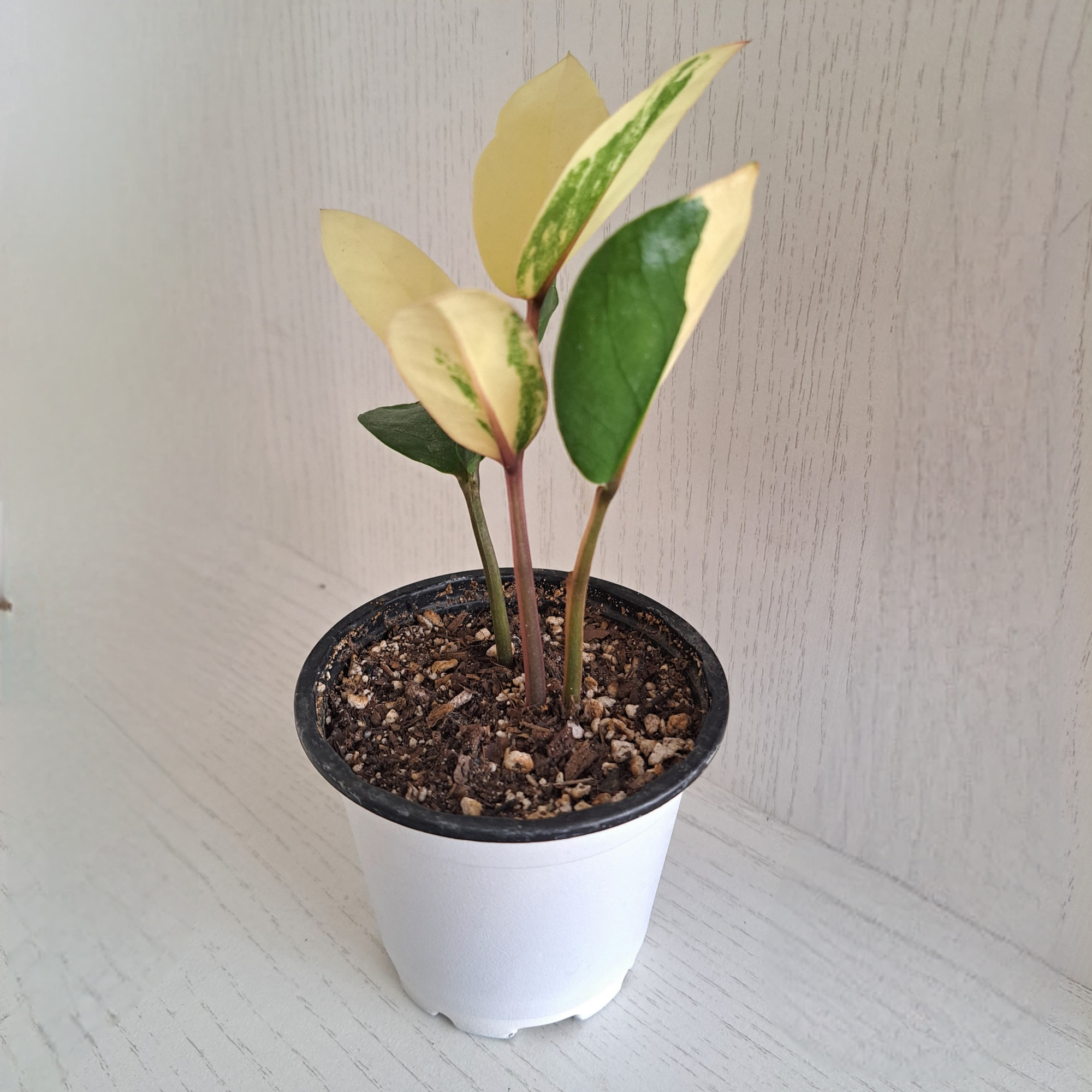 گیاه طبیعی زاموفیلیا ابلق مدل 402621