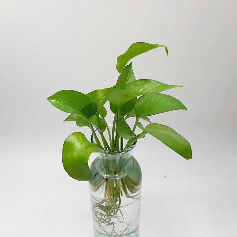 گیاه طبیعی پتوس کد GLPT گیاه طبیعی پتوس کد GLPT