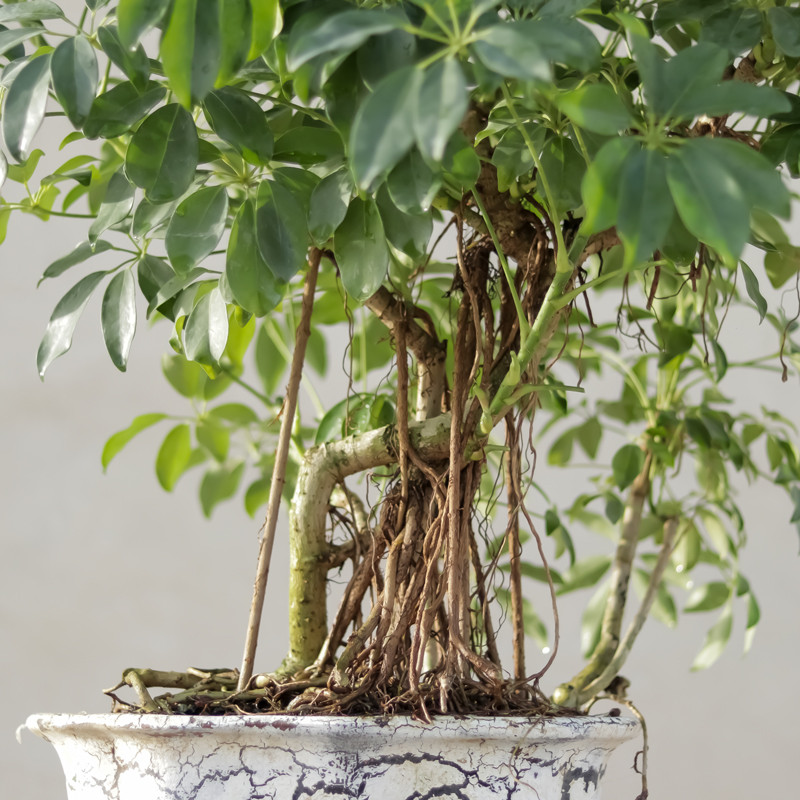 گیاه طبیعی بونسای شفلرا مدل 65108 گیاه طبیعی بونسای شفلرا مدل 65108