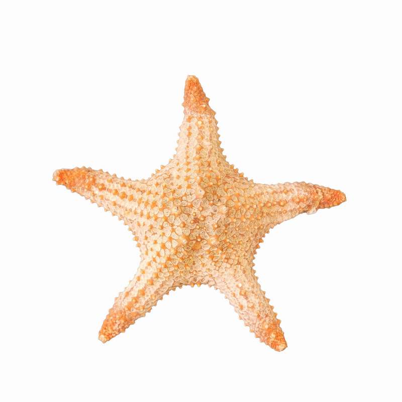 ستاره دریایی تزیینی مدل n14