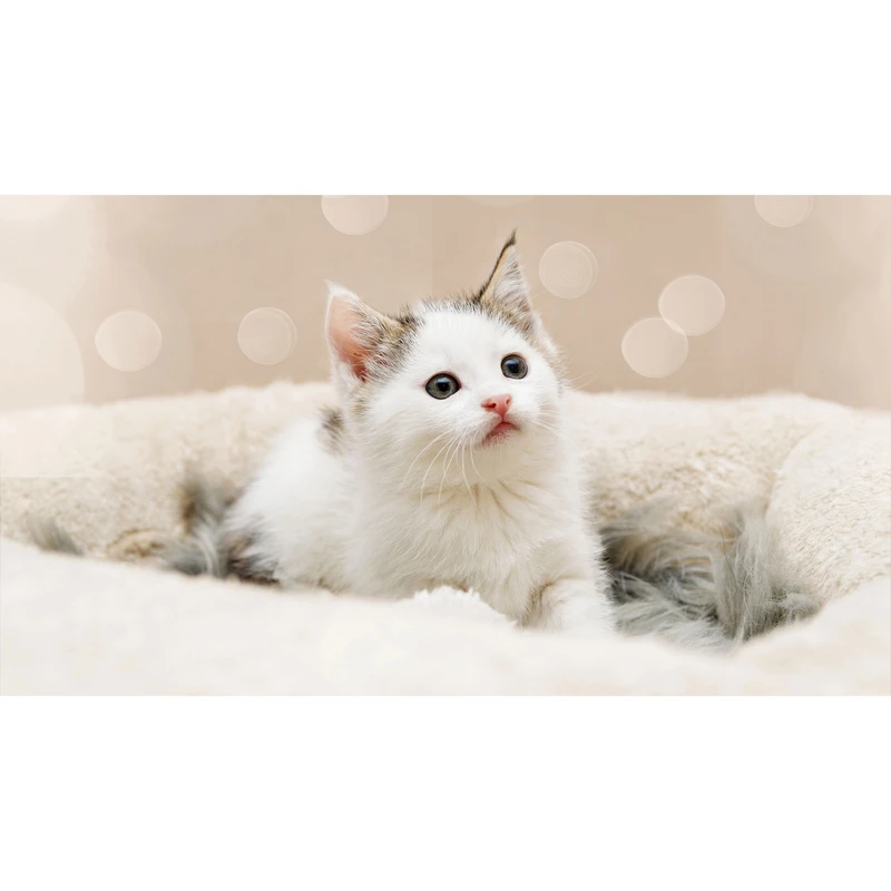 تابلو شاسی طرح گربه مدل T7741