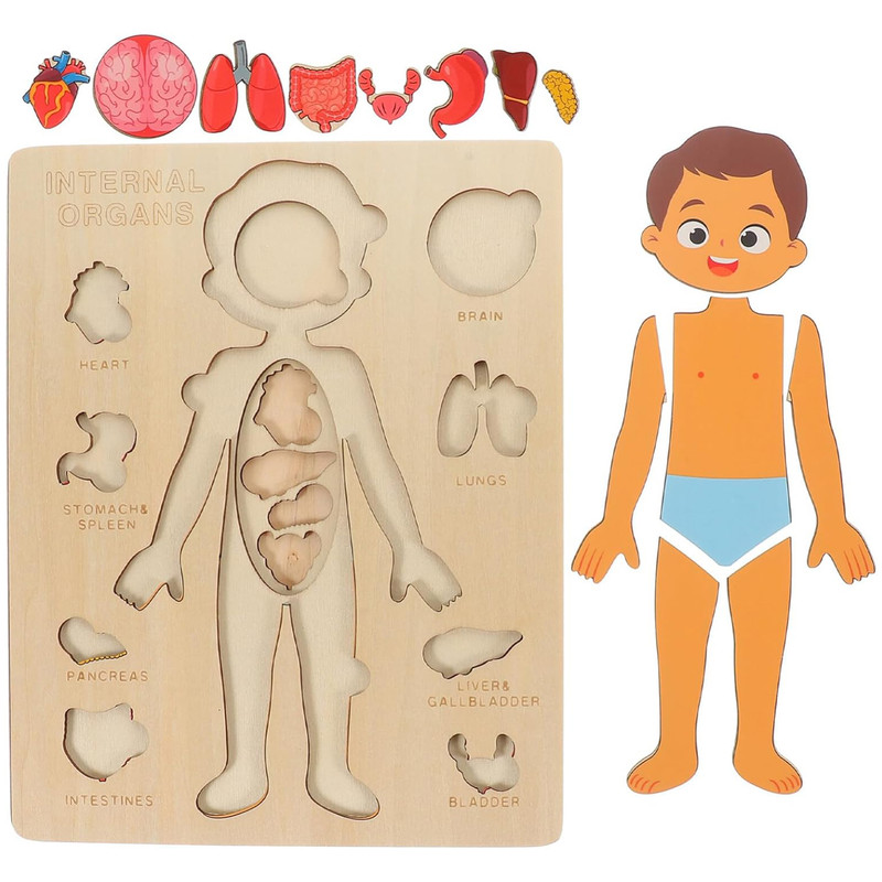 بازی آموزشی سمید مدل جورچین چوبی اعضای بدن انسان کد 1000