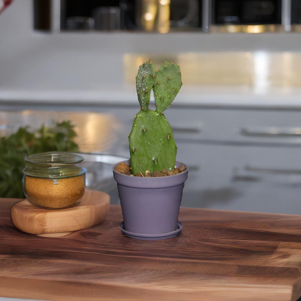 گیاه طبیعی کاکتوس مدل آپونتیا L-C-02