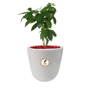 گیاه طبیعی سیسوس شرکت گلباران سبز گیلان مدل GN13-42L