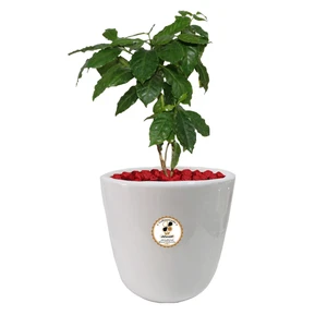 گیاه طبیعی سیسوس شرکت گلباران سبز گیلان مدل GN13-42L