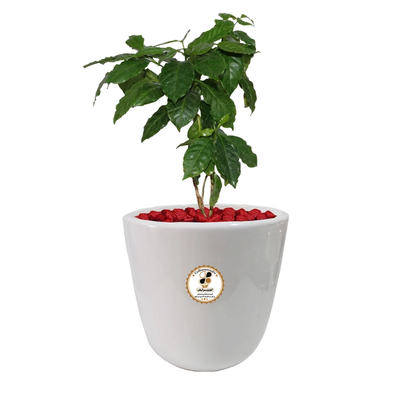 گیاه طبیعی سیسوس شرکت گلباران سبز گیلان مدل GN13-42L