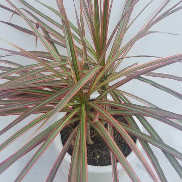 گیاه طبیعی دراسنا کد D01 گیاه طبیعی دراسنا کد D01