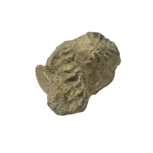 سنگ راف آمیتیست مدل فسیلی 