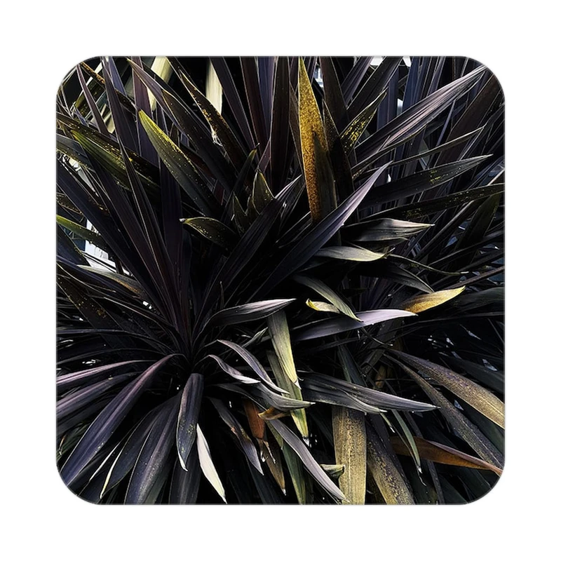 زیر لیوانی کاکتی طرح گل مدل mp16832