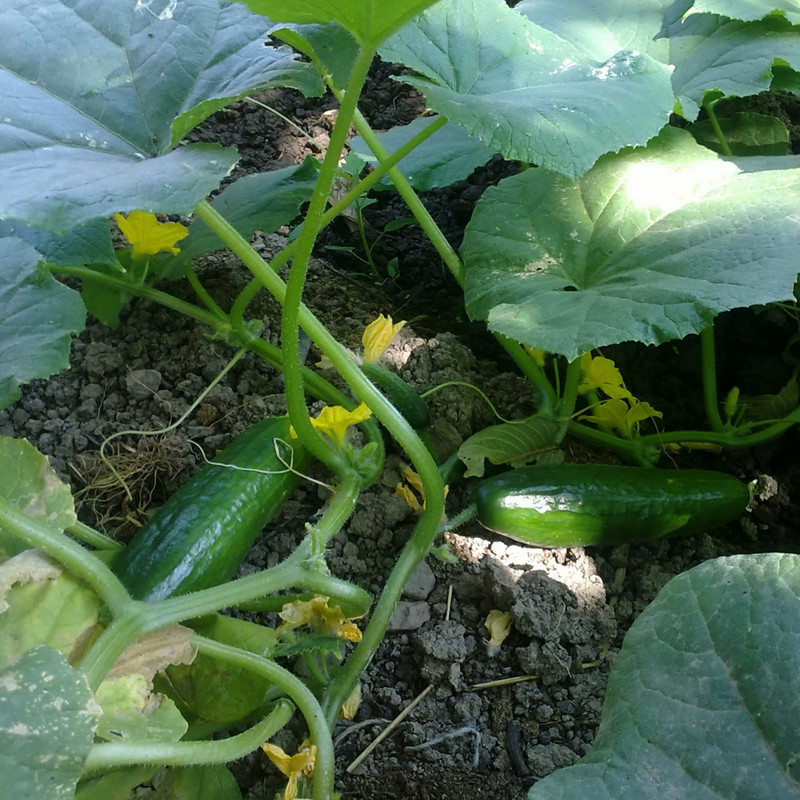 بذر خیار بوته ای سانیا سید مدل S7