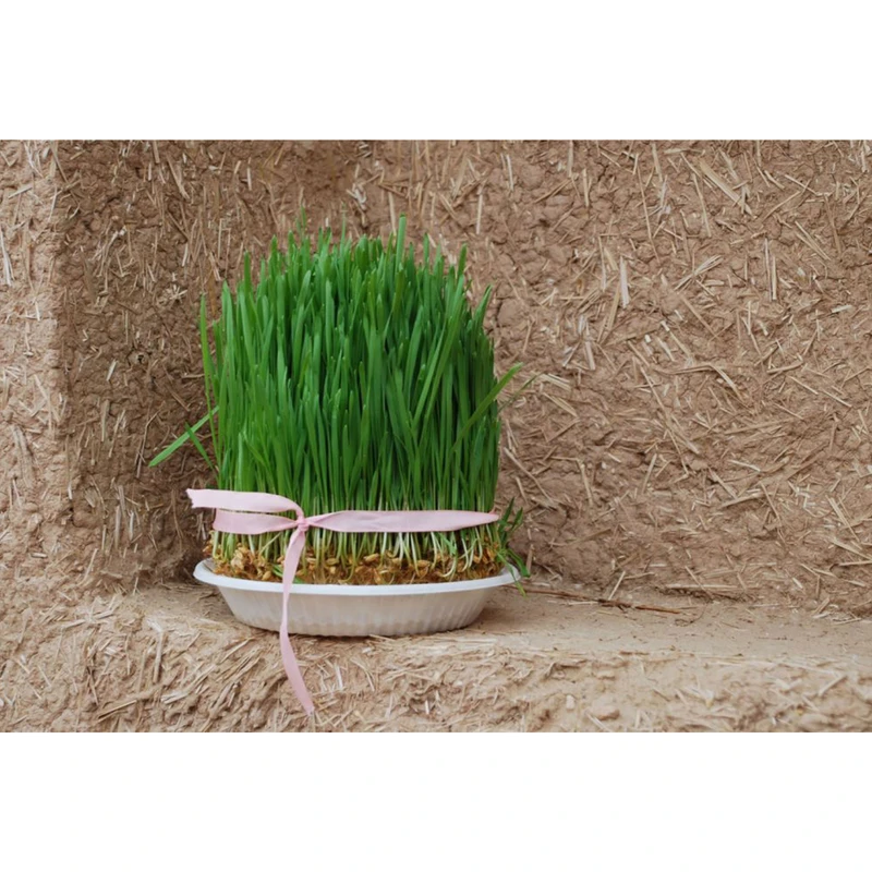 مگنت طرح دیوار کاهگلی و سبزه عید نوروز مدل T1560