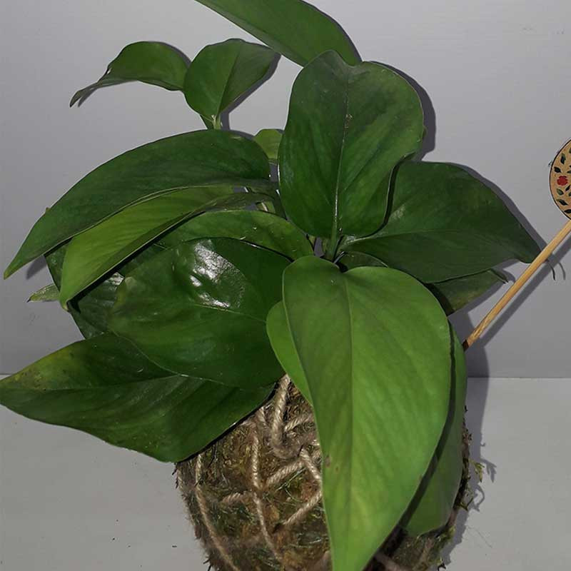 گیاه طبیعی پوتوس مدل کوکداما کد P.A.036