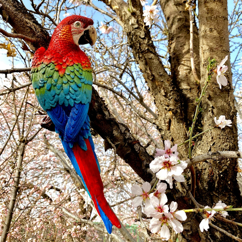 مجسمه مدل طوطی ماکائو
