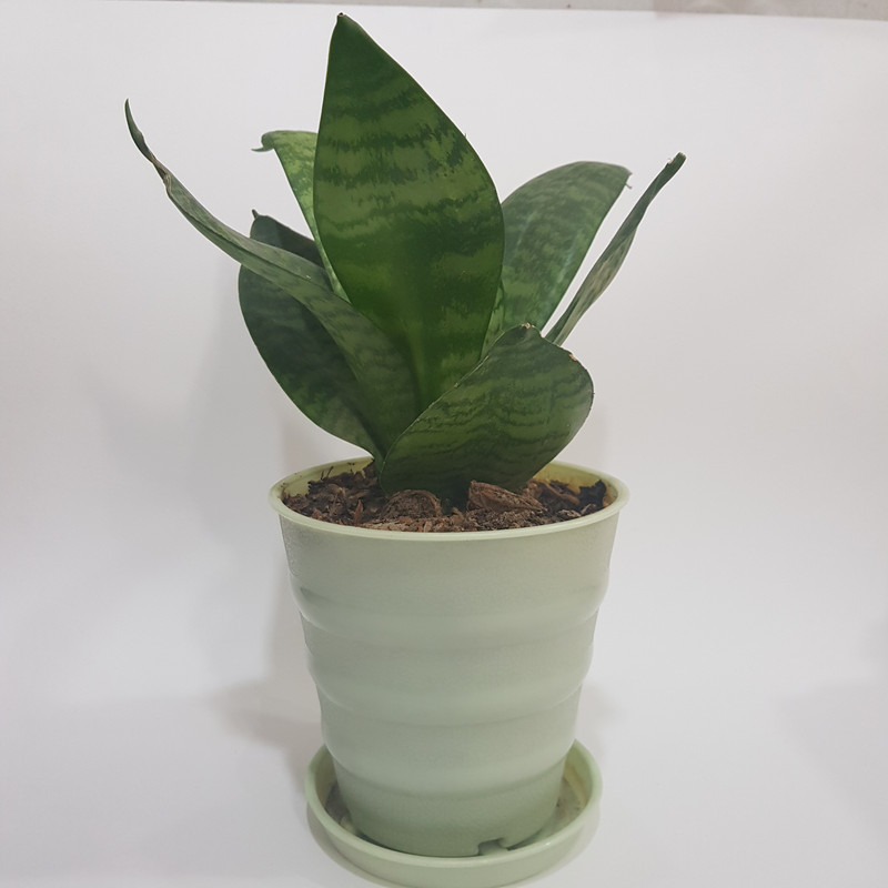 گلدان مدل 109