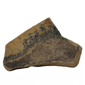 سنگ راف شجر مدل فسیلی کد 158