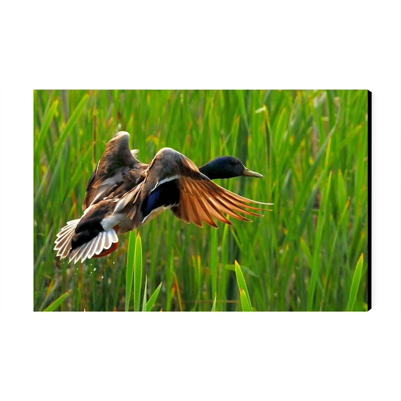 تابلو شاسی عرش مدل فانتزی اردک کد As4774