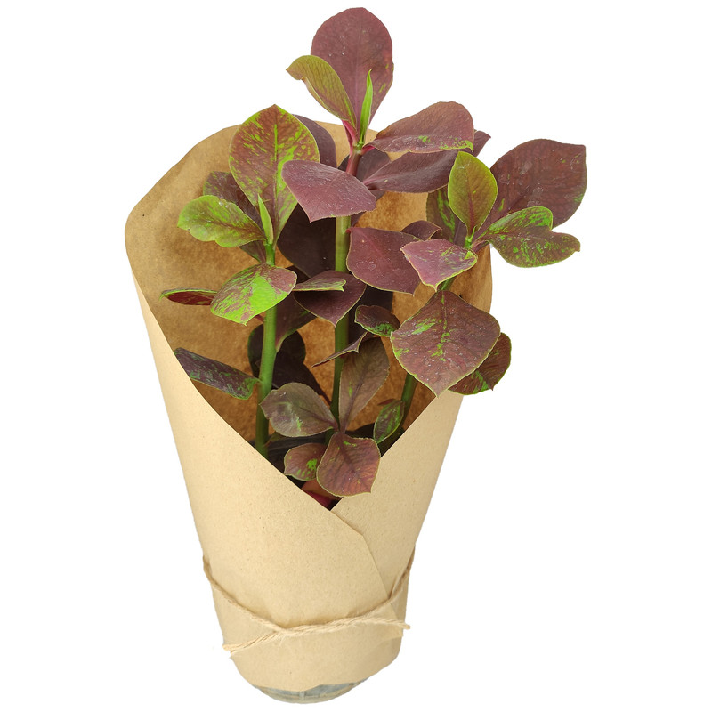 گیاه طبیعی فردوس قرمز کد yt22