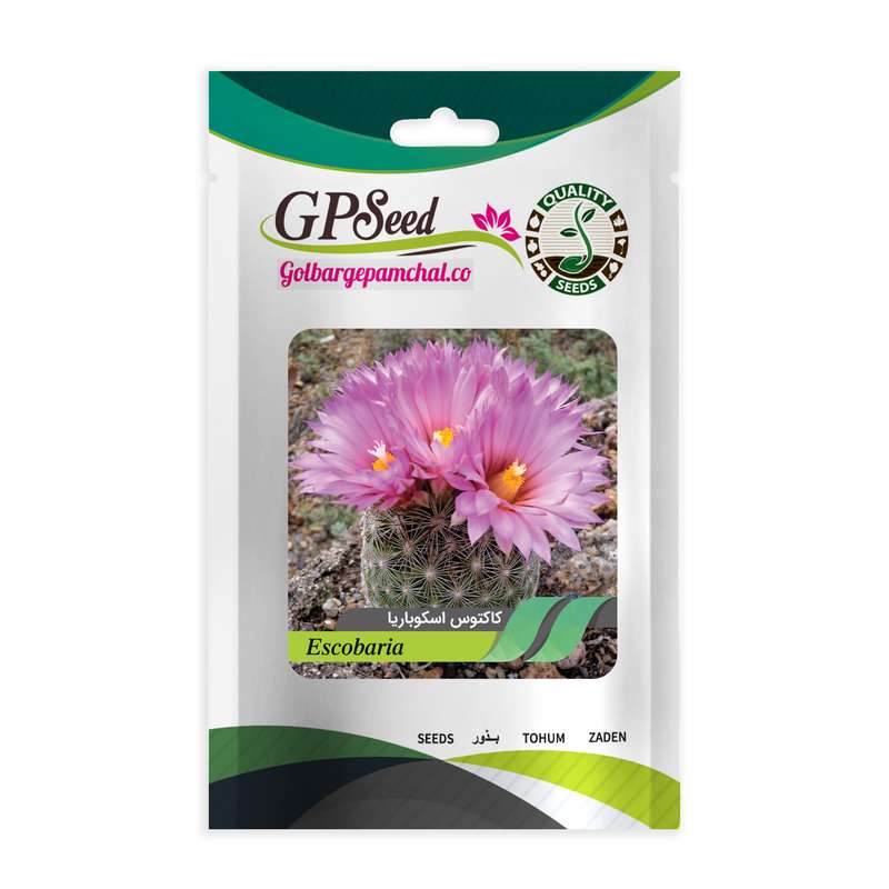 بذر کاکتوس اسکوباریا گلبرگ پامچال کد GPF-180