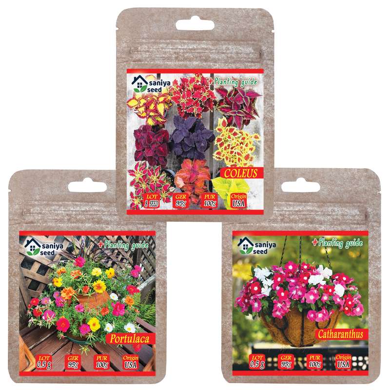 بذر گل سانیا سید مدل G12 مجموعه 3 عددی