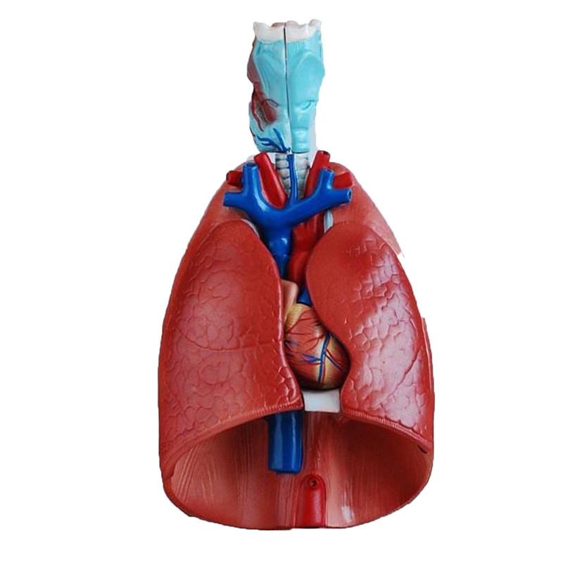 بازی آموزشی مدل آناتومی قلب و ریه تنفس کامل کد 2023