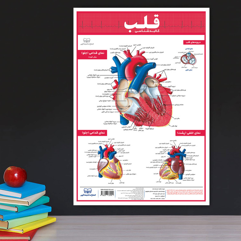 پوستر آموزشی انتشارات اندیشه کهن مدل کالبدشناسی قلب و گردش خون مجموعه 2 عددی