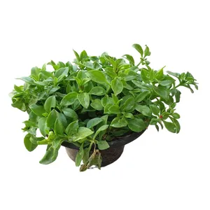 گیاه طبیعی ناز فرانسوی کد 188