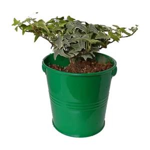گیاه طبیعی پاپیتال کد wf04