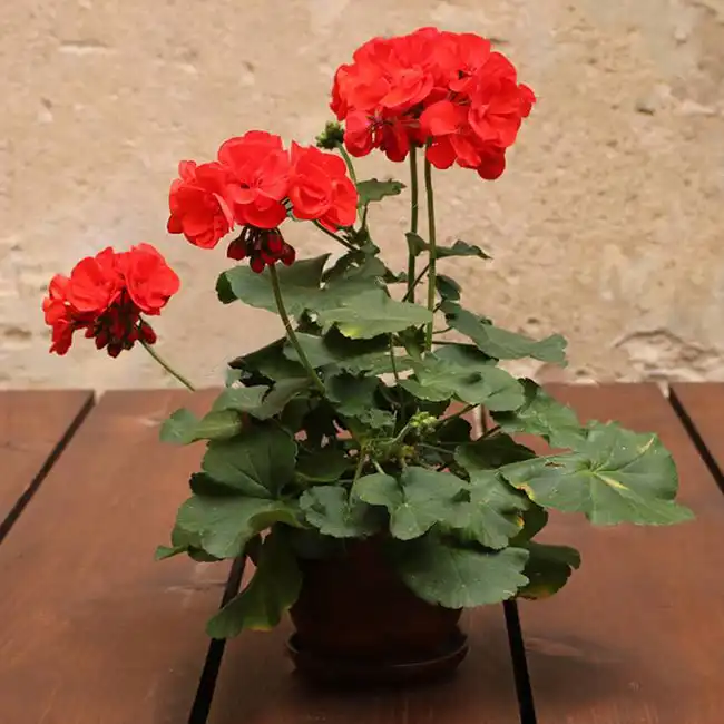 بذر گل شمعدانی قرمز سانیا سید مدل SS72