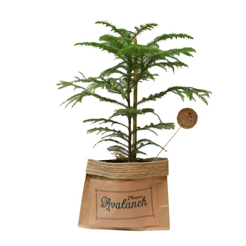 گیاه طبیعی کاج مطبق کد P.A.019