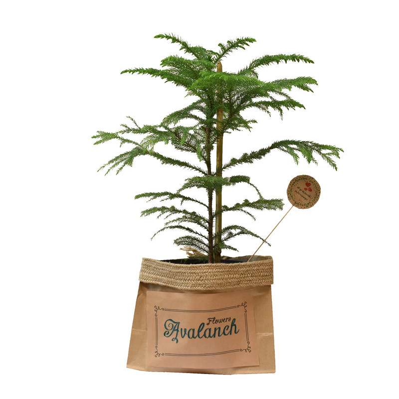 گیاه طبیعی کاج مطبق کد P.A.019