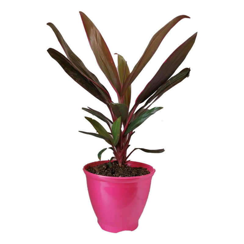 گیاه طبیعی کردلین کد up04