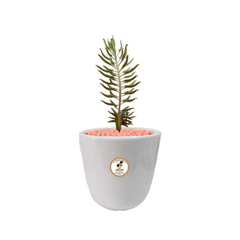 گیاه طبیعی کاکتوس اشک زلیخا شرکت گلباران سبز گیلان مدل GN13-40M گیاه طبیعی کاکتوس اشک زلیخا شرکت گلباران سبز گیلان مدل GN13-40M