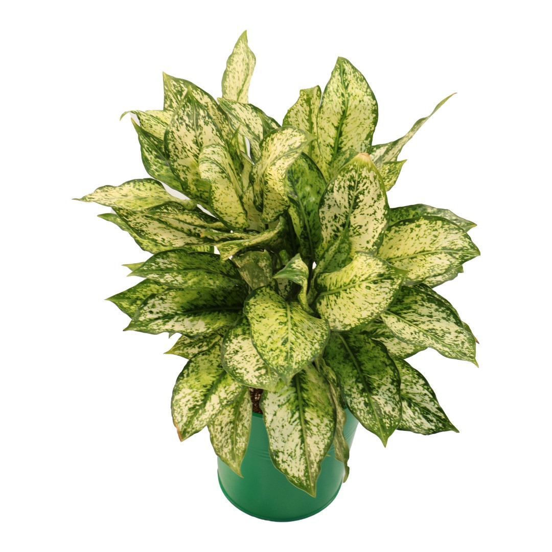 گیاه طبیعی آگلونما کد AG2