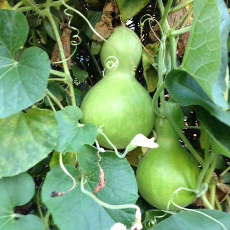 بذر کدو قلیانی فصل سبز کد FSSEED-046