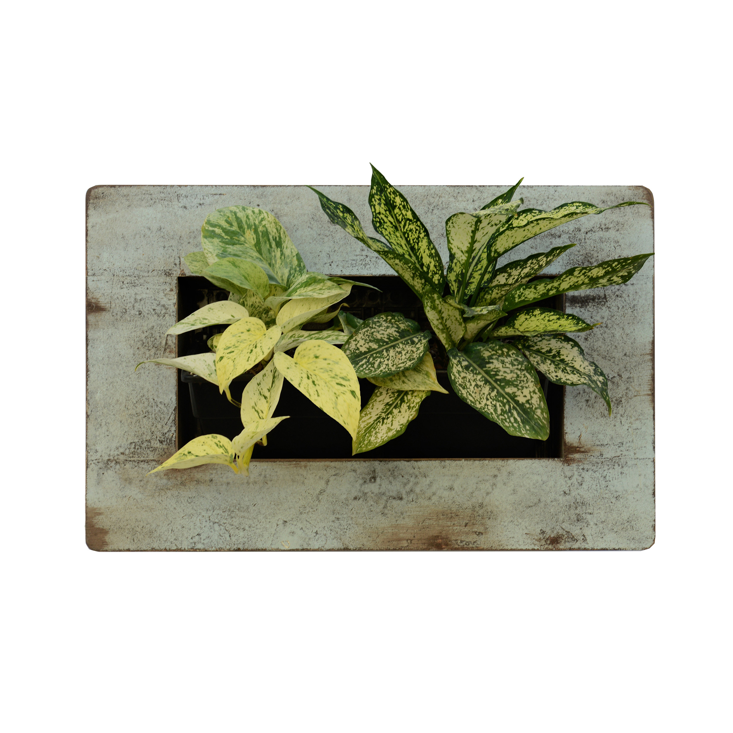 گلدان دیواری طرح قاب گیاهان طبیعی مدل L2 بسته 2 عددی