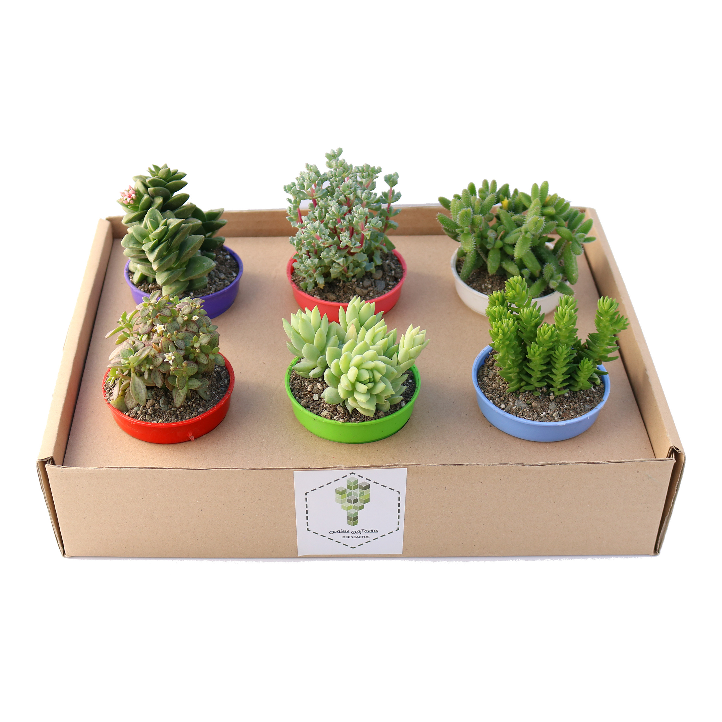 گیاه طبیعی ساکولنت آیدین کاکتوس کد CB-047 بسته 6 عددی