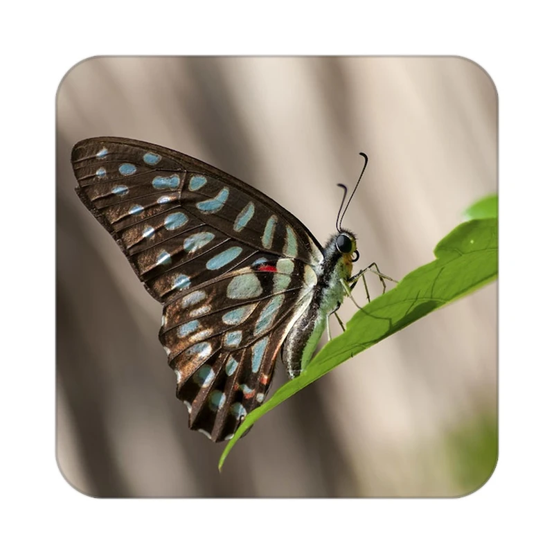 زیر لیوانی کاکتی طرح گل مدل mp16811