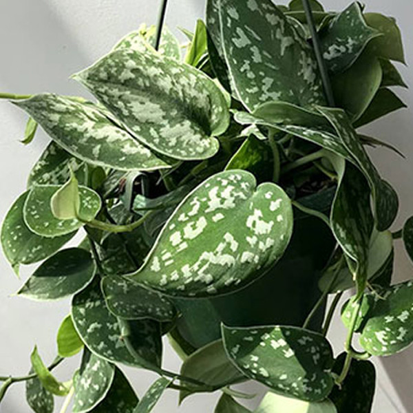 گیاه طبیعی پتوس تافکو مدل ساتین ببری کد 01x