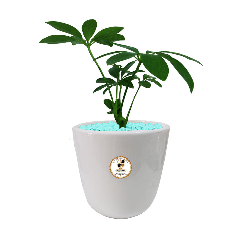 گیاه طبیعی شفلرا سبز شرکت گلباران سبز گیلان مدل GN13-4AL گیاه طبیعی شفلرا سبز شرکت گلباران سبز گیلان مدل GN13-4AL