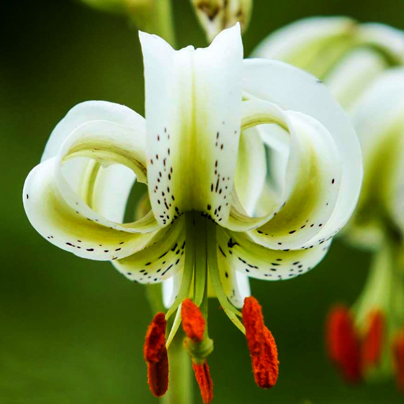 بذر گل چلچراغ پابلند الوان وانیا سید مدل O89