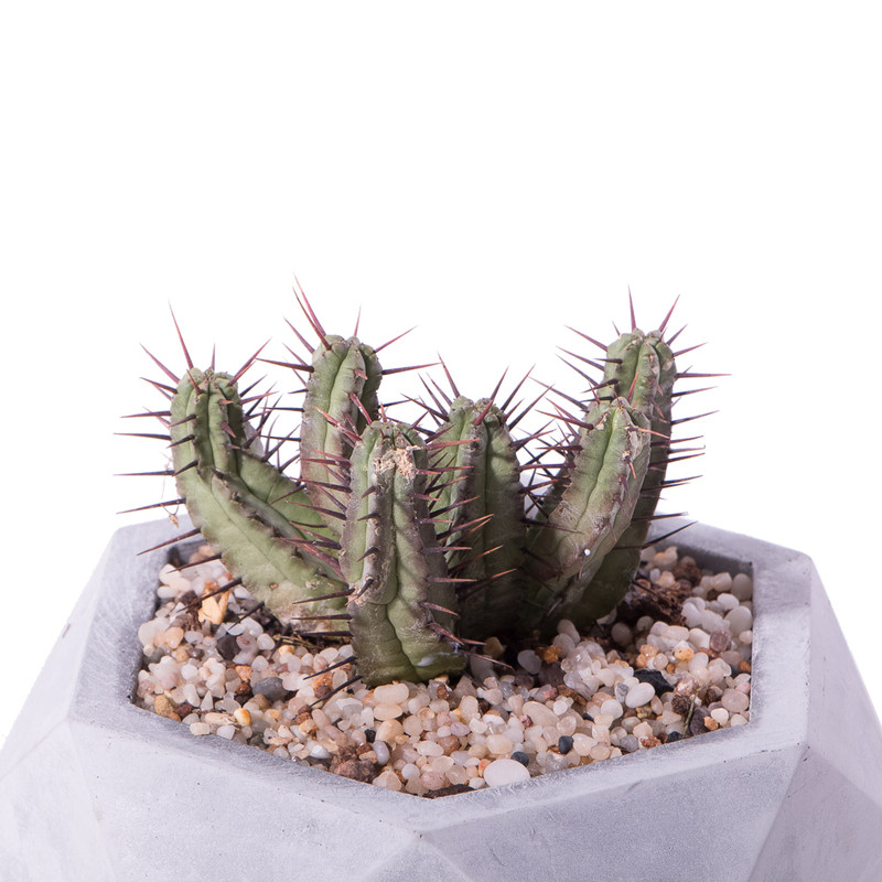 گیاه طبیعی کاکتوس افوربیا تیغ قرمز مدل K-08