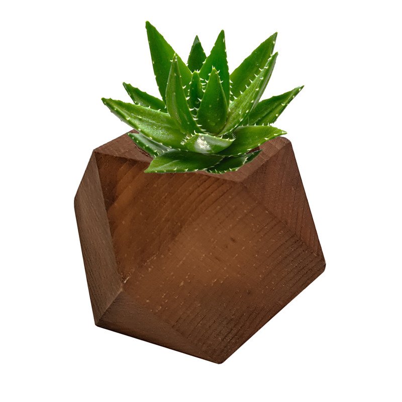 گلدان کاکتوس مدل Z303