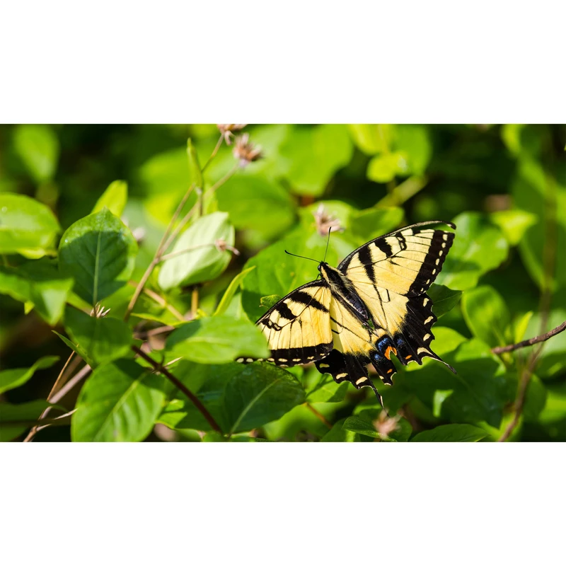 تابلو شاسی طرح پروانه روی شاخه درخت مدل T7722