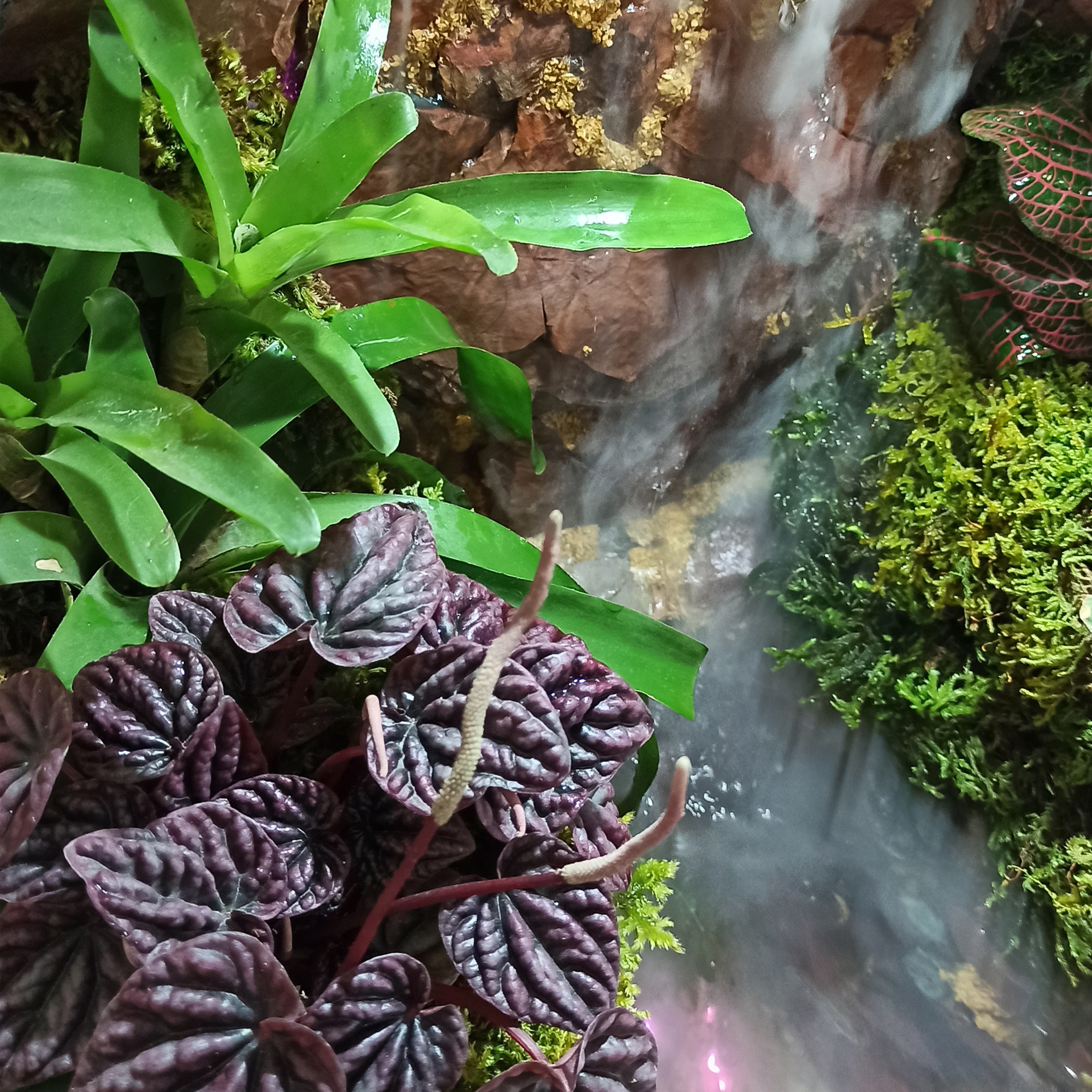 گیاه طبیعی مدل پالوداریوم نیاگارا گیاه طبیعی مدل پالوداریوم نیاگارا