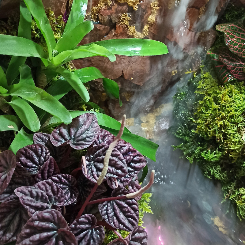 گیاه طبیعی مدل پالوداریوم نیاگارا گیاه طبیعی مدل پالوداریوم نیاگارا