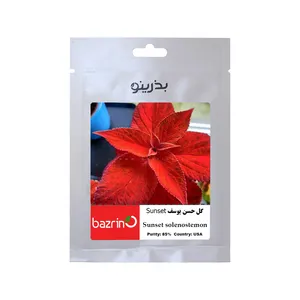 بذر گل حسن یوسف Sunset بذرینو کد BZNO-104