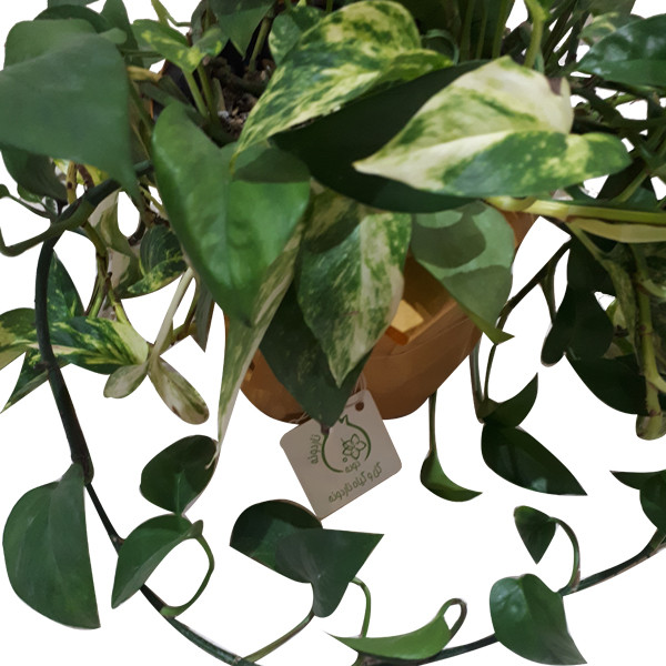 گیاه طبیعی پتوس ناردونه کد M02 گیاه طبیعی پتوس ناردونه کد M02