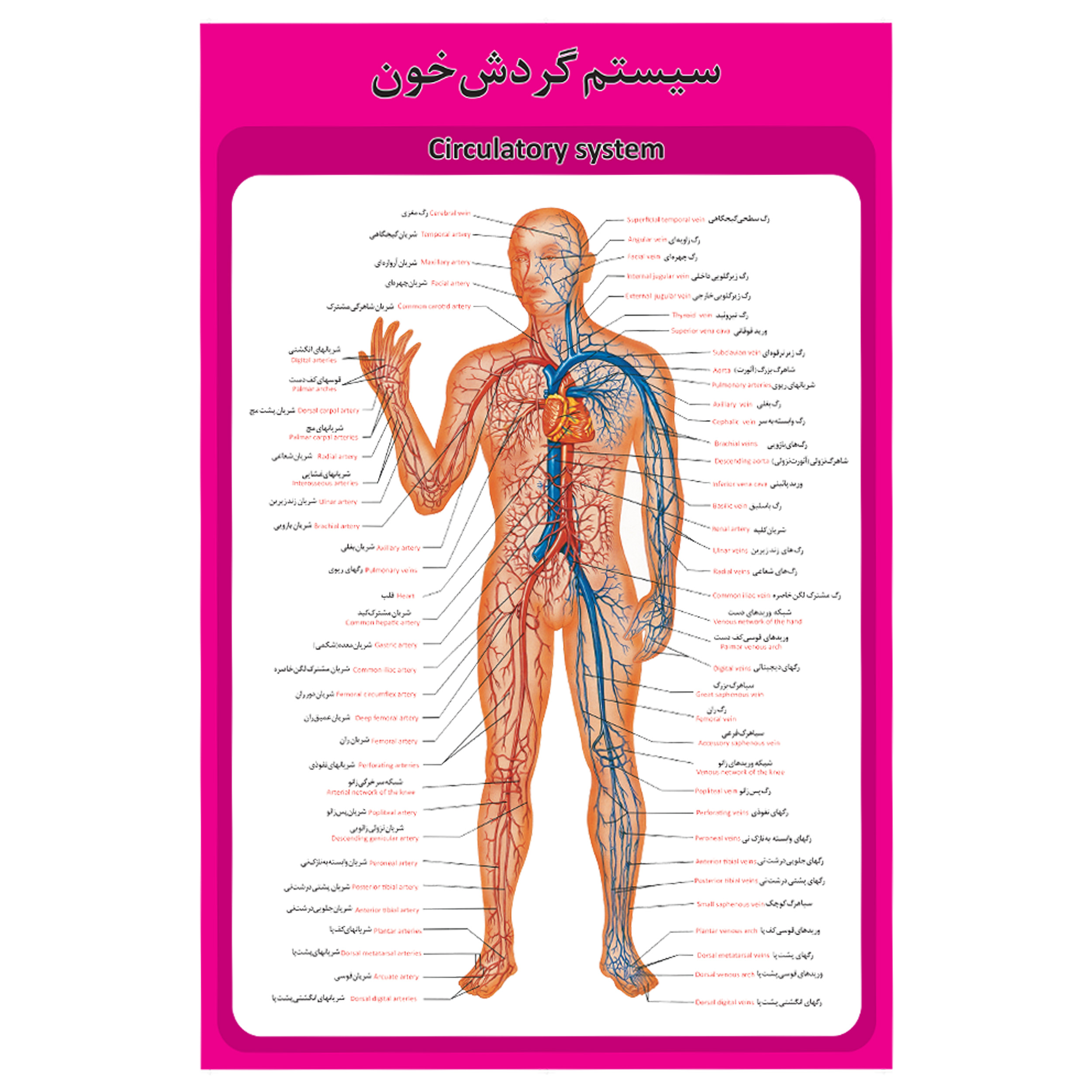 پوستر آموزشی طرح آناتومی سیستم گردش خون