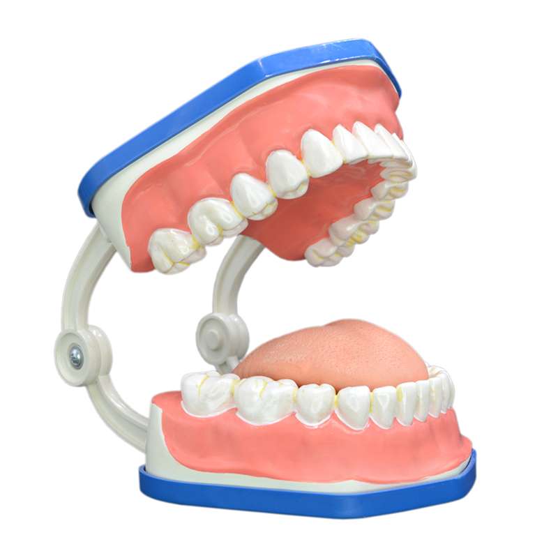 بازی آموزشی مولاژ دندان انسان مدل Dentalcare1